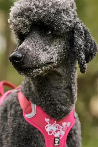 Hurtta Weekend Warrior Göğüs Tasması - Fuşya