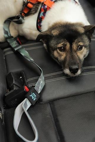 Ispet Camouflage Emniyet Kemerli Köpek Gezdirme kayışı