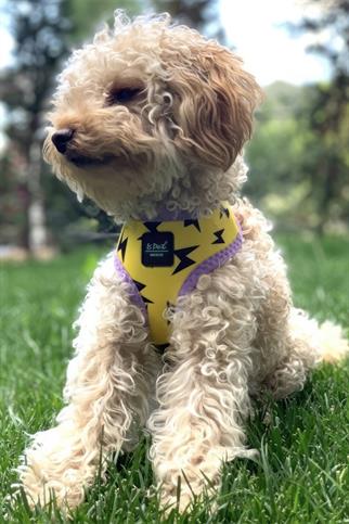 Ispet Flash AirMesh Köpek Göğüs Tasması