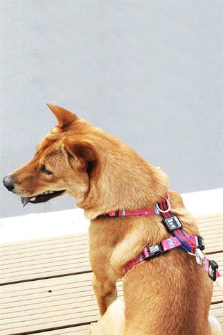 Ispet Watermelon Spider Type Dog Breast Collar