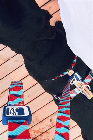 Ispet Mavi Zigzag Köpek Gezdirme kayışı