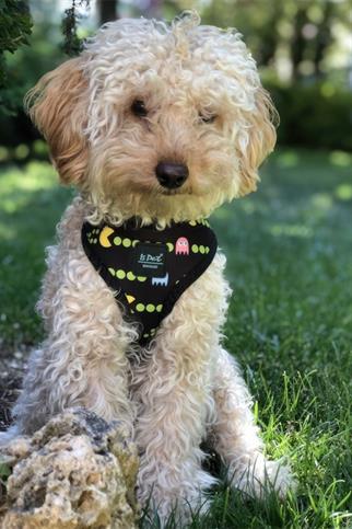 Ispet Pacman AirMesh Köpek Göğüs Tasması