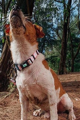 Ispet Pinky Köpek Boyun Tasması