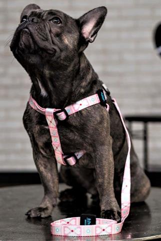 Ispet Pinky Step -In Dog Breast Station