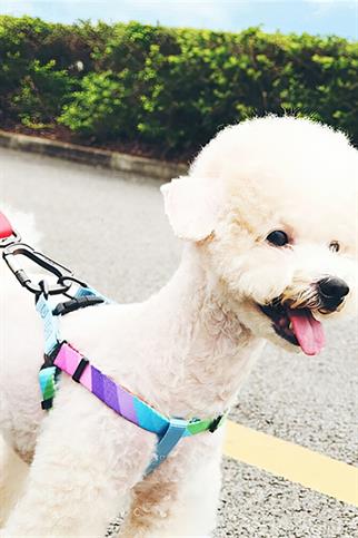 Ispet Rainbow Step in Köpek Göğüs Tasması