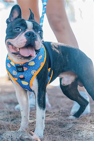 Ispet Sushi Airmesh Dog Chest Collar