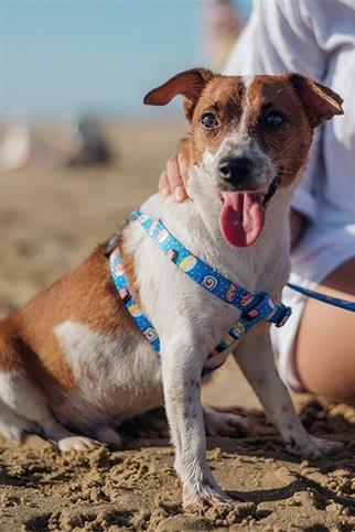 Ispet Sushi Köpek Gezdirme Kayışı 