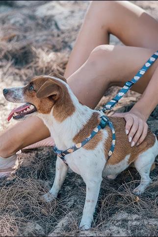 Ispet Teddy Köpek Teddy Gezdirme Kayışı