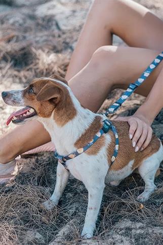 Ispet Teddy Köpek Teddy Step in Göğüs Tasması