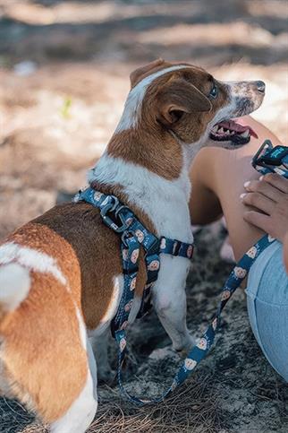 Ispet Teddy Köpek Teddy Step in Göğüs Tasması