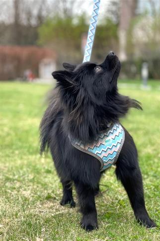 Ispet Wave Blue Airmesh Köpek Göğüs Tasması