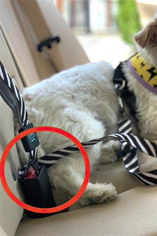 Ispet Zebra Emniyet Kemerli Köpek Gezdirme kayışı