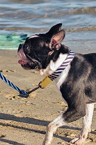 Ispet Zebra Köpek Eğitim Boyun Tasması