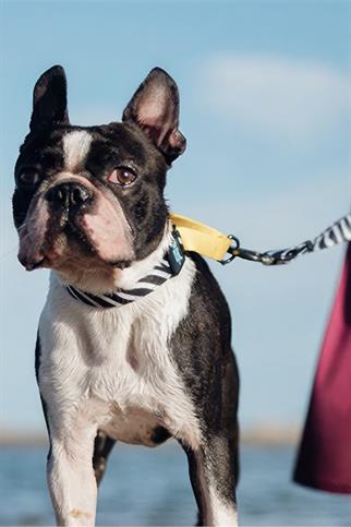 Ispet Zebra Köpek Eğitim Boyun Tasması