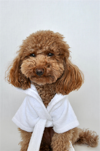 Kajuland MAIA | %100 Pamuk Köpek Bornozu