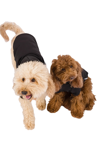 Kajuland Maura Köpek Hoodie Siyah