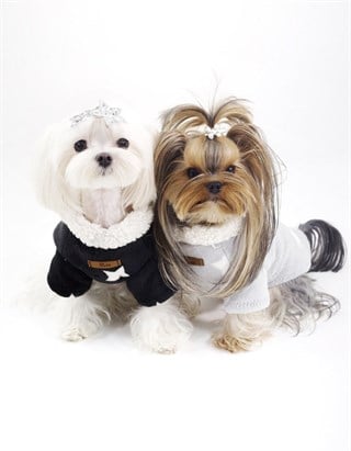 Lil.Co Be A Star Limited Edition Dog Cossor Black