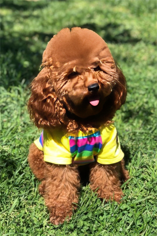 Lindodogs Color Box Köpek Tshirt