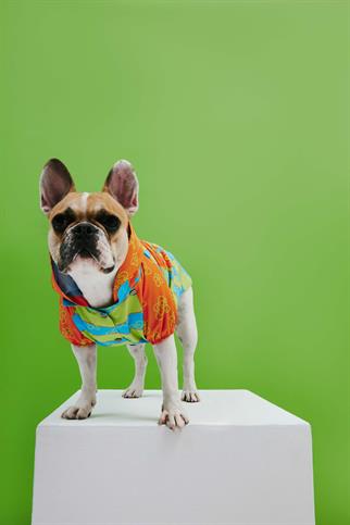 Little Monster Funky Flower Köpek Yağmurluğu