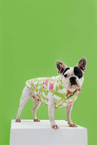 Little Monster Green Checkered Puffer Köpek Montu