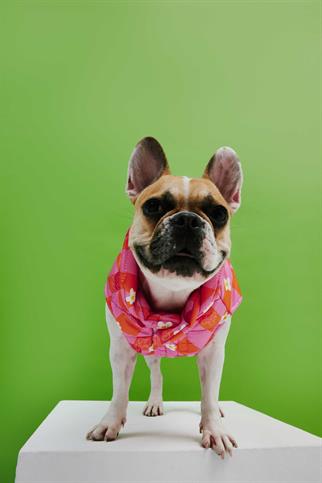 Little Monster Orange Pink Checkered Puffer Köpek Montu