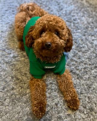 Lolidogs Basics Kaşkorse Köpek Sweatshirt Yeşil