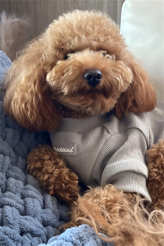 Lolidogs Basics - Kaşkorse Köpek Sweatshirtü Smoke Gri