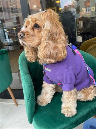 Lolidogs Basics - Kaşkorse Köpek Sweatshirtü Mor Violet