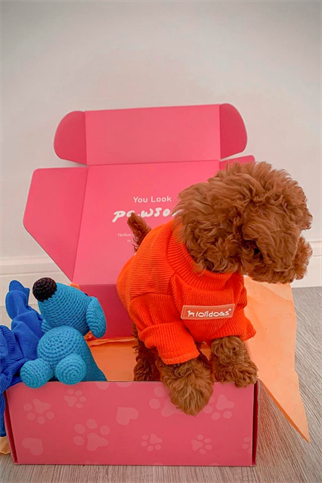 Lolidogs Basics - Kaşkorse Köpek Sweatshirtü Pumpkin Turuncu