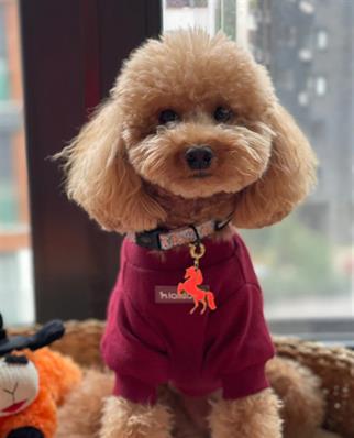 Lolidogs Basics - Kaşkorse Köpek Sweatshirtü Wine Bordo