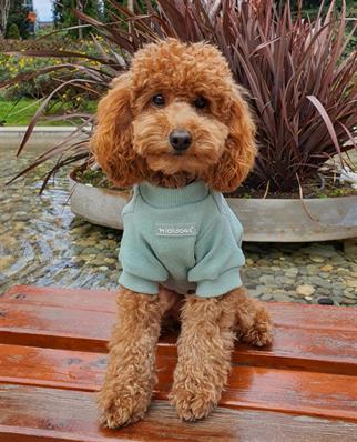 Lolidogs Basics - Kaşkorse Köpek Sweatshirtü Sage Yeşil