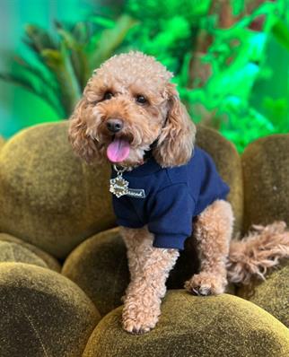 Lolidogs Basics - Kaşkorse Köpek Sweatshirtü Sky Lacivert