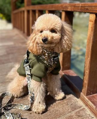 Lolidogs Basics - Kaşkorse Köpek Sweatshirtü Army Haki Yeşil
