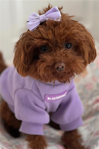 Lolidogs Basics - Kaşkorse Köpek Sweatshirtü Lavander Lila