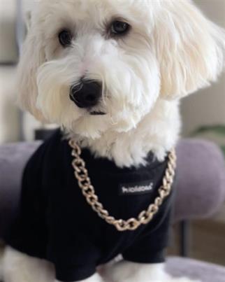 Lolidogs Basics - Kaşkorse Köpek Sweatshirtü Siyah