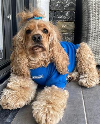 Lolidogs Basics Kaşkorse Saks Mavi Köpek Sweatshirt