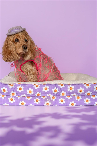 Lolidogs Cozy Köpek Yatağı Daisy
