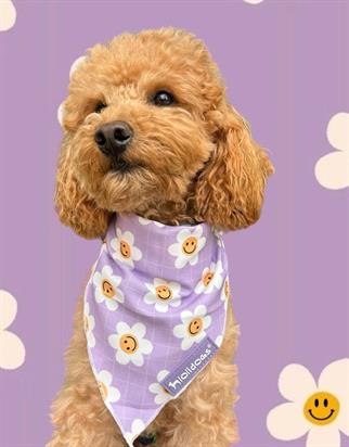 Lolidogs Daisy Köpek Bandanası Lila