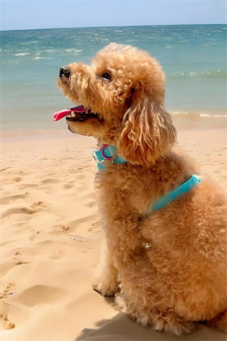 Lolidogs Jelly Collection Köpek Gezdirme Tasması Berry