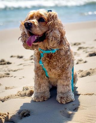 Lolidogs Jelly Collection Dog Harness Berry