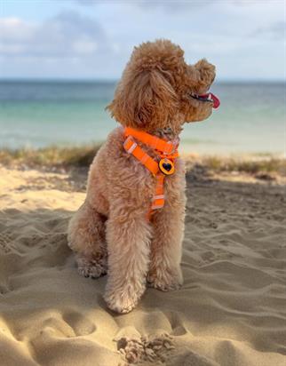 Lolidogs Jelly Collection Köpek Göğüs Tasması Mango