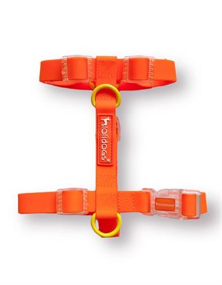 Lolidogs Jelly Collection Köpek Göğüs Tasması Mango