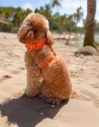 Lolidogs Jelly Collection Köpek Göğüs Tasması Mango