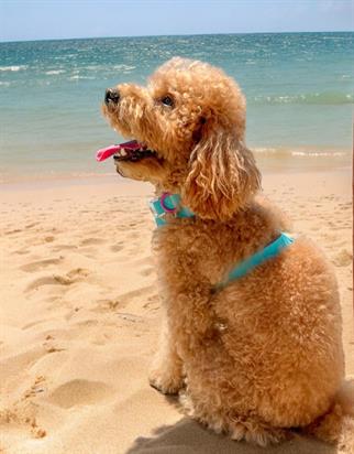 Lolidogs Jelly Collection Dog Harness Berry