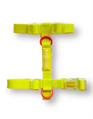 Lolidogs Jelly Collection Köpek Göğüs Tasması Sunkiss