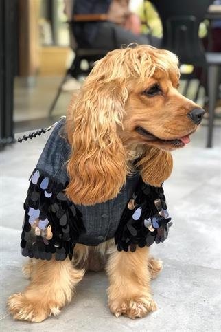 Lolidogs Köpek Kot Ceketi