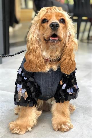 Lolidogs Köpek Kot Ceketi