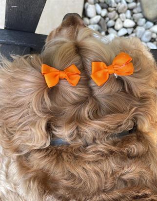 Lolidogs Köpek Tokası - Renk Seçenekli