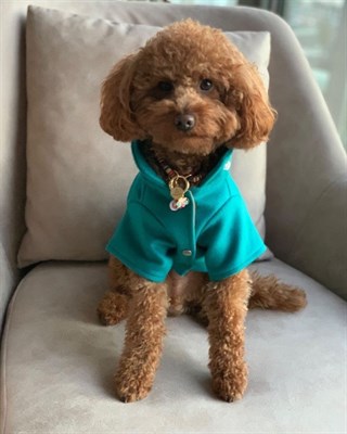 Lolidogs Queen Yakası Taşlı Kaşmir Köpek Montu Turkuaz