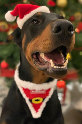 Lolidogs Santa Köpek Bandanası